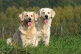 GOLDEN RETRIEVER 1079